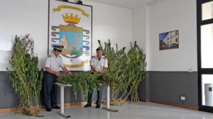 Viterbo - Le piante sequestrate dai finanzieri