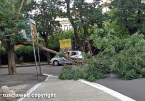 Viterbo - Albero caduto tra via Genova e via Vicenza