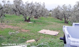 Viterbo - I rifiuti in strada Montigliano