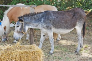 Montefiascone - La festa contadina 