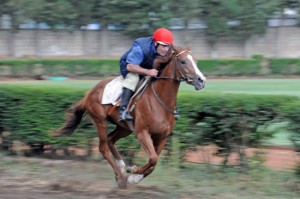 Acquapendente - Foto di repertorio - La Papessa allenata da Lidio Burla