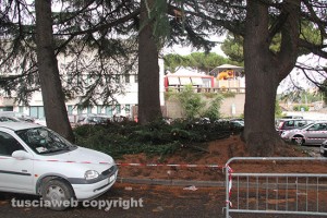 L'albero caduto alle Fortezze