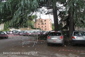 L'albero caduto alle Fortezze