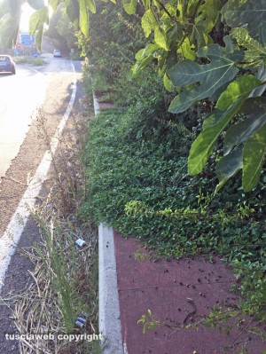 Viterbo - La pista pedonale invasa dalle piante