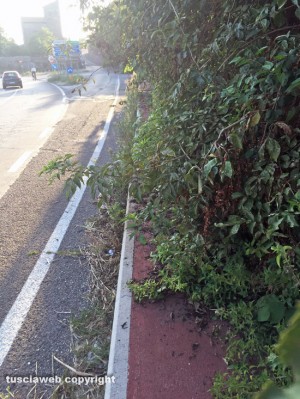 Viterbo - La pista pedonale invasa dalle piante