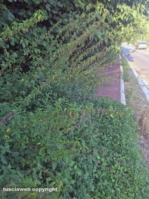 Viterbo - La pista pedonale invasa dalle piante