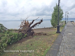 Bolsena - Nubifragio - Il pioppo caduto