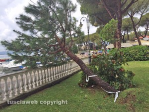 Bolsena - Nubifragio - Un albero caduto