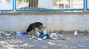 Viterbo - Via dell'Artigianato - Un cane che fruga tra i rifiuti