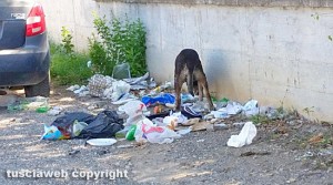 Viterbo - Via dell'Artigianato - Un cane che fruga tra i rifiuti
