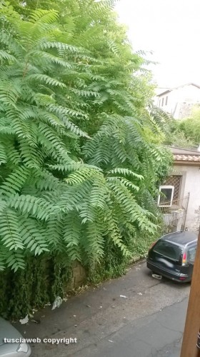 Viterbo - Degrado in via Prato Giardino