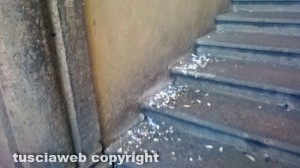 Palazzo dei Priori - Gli escrementi sulla scalinata