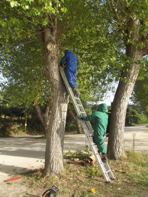 Nidi di vespe e calabroni, i volontari dell'Asvom al lavoro