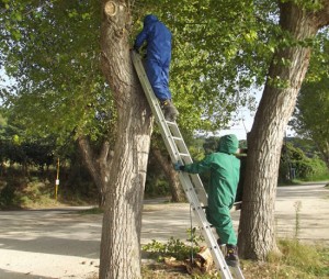 Nidi di vespe e calabroni, i volontari dell'Asvom al lavoro