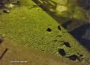 Viterbo - La fontana a piazza del Sacrario piena di melma