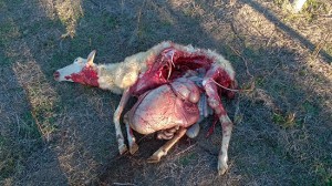 Gregge attaccato dai lupi a Farnese, una pecora sbranata
