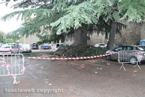 L'albero caduto alle Fortezze