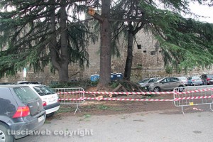 L'albero caduto alle Fortezze