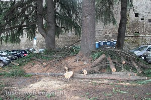 L'albero caduto alle Fortezze