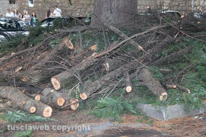 L'albero caduto alle Fortezze