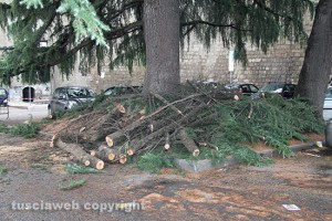 L'albero caduto alle Fortezze