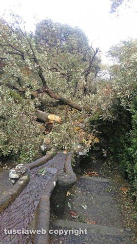 Bagnaia - Villa Lante - Il leccio crollato sulla fontana del Gambero