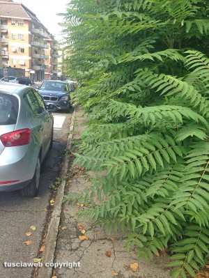 Viterbo - Le condizioni del marciapiede in via Belluno