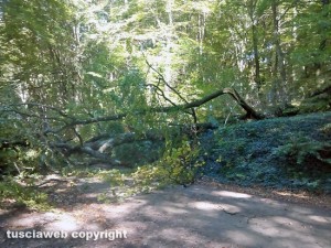 Un albero caduto