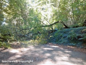 Un albero caduto