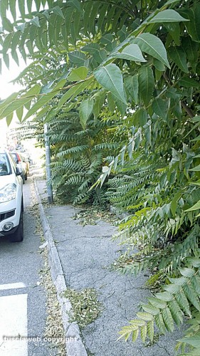 Viterbo - Il marciapiede in via Belluno