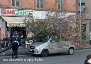 Viterbo - Piazza della Rocca - Albero crolla su un'auto