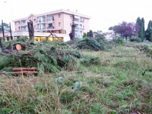 Viterbo - Alberi tagliati a Villanova