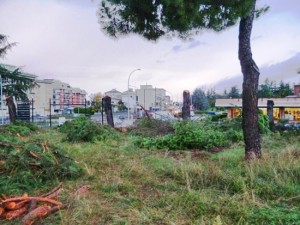 Viterbo - Alberi tagliati a Villanova