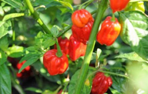 Peperoncino ornamentale