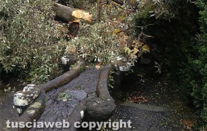 Bagnaia - Villa Lante - Il leccio crollato sulla fontana del Gambero