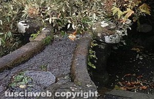 Bagnaia - Villa Lante - Il leccio crollato sulla fontana del Gambero