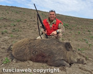 Il cinghiale maschio dal peso di 172,3 kg 