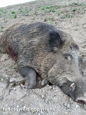 Il cinghiale maschio dal peso di 172,3 kg 