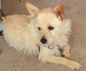 Stella, la cagnolina scomparsa a Monterazzano