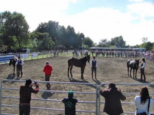 Canino - Mostra nazionale del cavallo maremmano