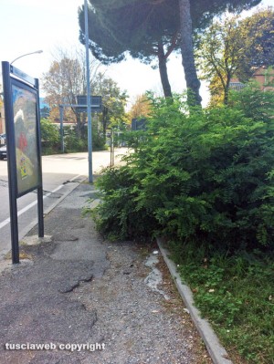 Viterbo - Siepe nei pressi di Porta Romana
