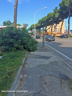 Viterbo - Siepe nei pressi di Porta Romana