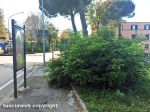 Viterbo - Siepe nei pressi di Porta Romana