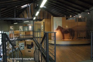 Blera - Museo "Il cavallo e l'uomo"