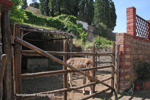 Blera - Museo "Il cavallo e l'uomo"