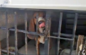 Roma - Beagle in una gabbia, senz'acqua e scotch sul muso