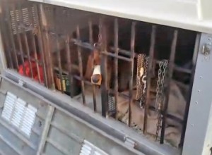 Roma - Beagle in una gabbia, senz'acqua e scotch sul muso