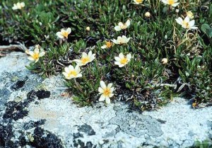 La rosa del ghiaccio - Dryas octopetala