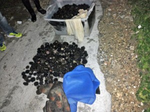 Civitavecchia - I ricci sequestrati dalla finanza