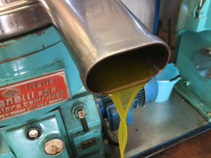 Olio extravergine di oliva